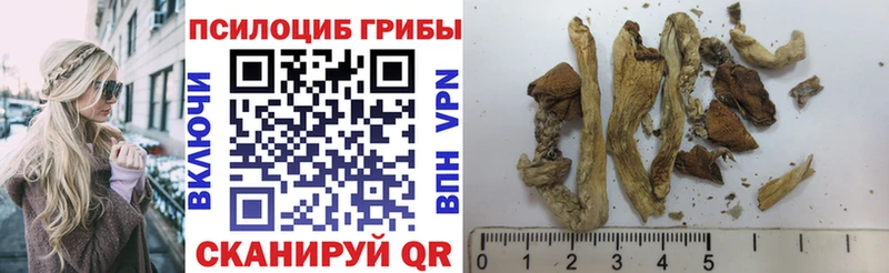 Псилоцибиновые грибы MAGIC MUSHROOMS  где найти наркотики  Новоалтайск 