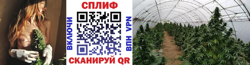 omg зеркало  Новоалтайск  Шишки марихуана Ganja 